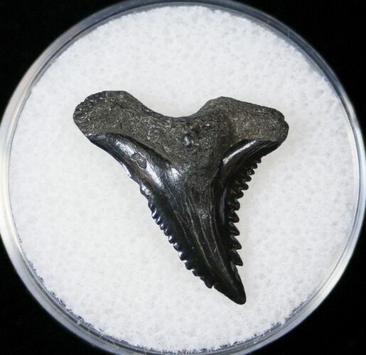 Hemipristis Shark Tooth Fossil - Florida #15091
